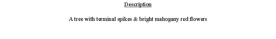 Text Box: DescriptionA tree with terminal spikes & bright mahogany red flowers 