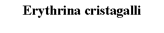 Text Box: Erythrina cristagalli 