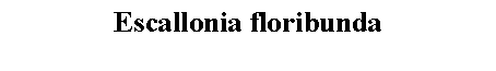Text Box: Escallonia floribunda 