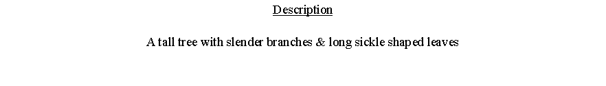 Text Box: DescriptionA tall tree with slender branches & long sickle shaped leaves 