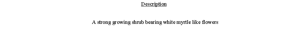 Text Box: Description  A strong growing shrub bearing white myrtle like flowers 