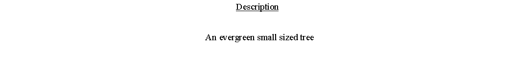 Text Box: Description  An evergreen small sized tree 