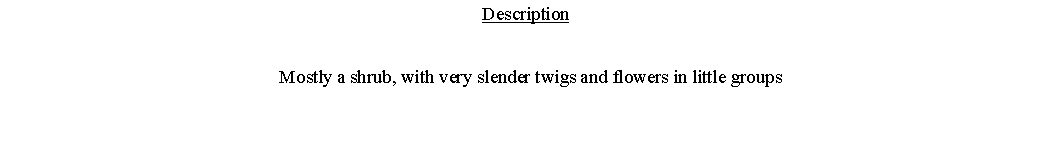 Text Box: Description  Mostly a shrub, with very slender twigs and flowers in little groups 