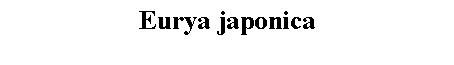 Text Box: Eurya japonica 
