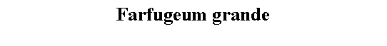 Text Box: Farfugeum grande 