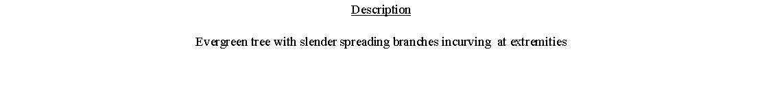 Text Box: DescriptionEvergreen tree with slender spreading branches incurving  at extremities 