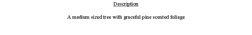 Text Box: DescriptionA medium sized tree with graceful pine scented foliage 