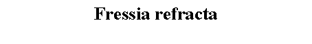 Text Box: Fressia refracta 