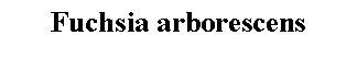 Text Box: Fuchsia arborescens 