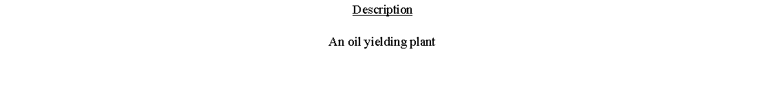 Text Box: DescriptionAn oil yielding plant 