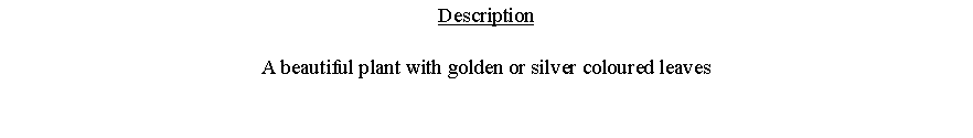 Text Box: DescriptionA beautiful plant with golden or silver coloured leaves 