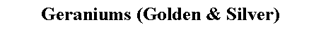 Text Box: Geraniums (Golden & Silver) 
