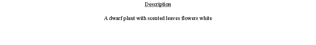 Text Box: DescriptionA dwarf plant with scented leaves flowers white 