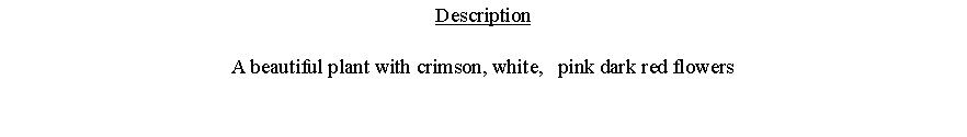 Text Box: DescriptionA beautiful plant with crimson, white,   pink dark red flowers 