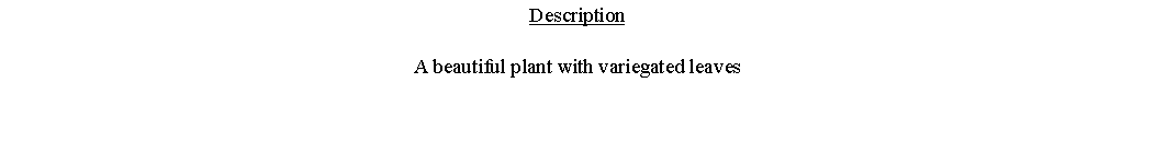 Text Box: DescriptionA beautiful plant with variegated leaves 