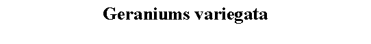 Text Box: Geraniums variegata 