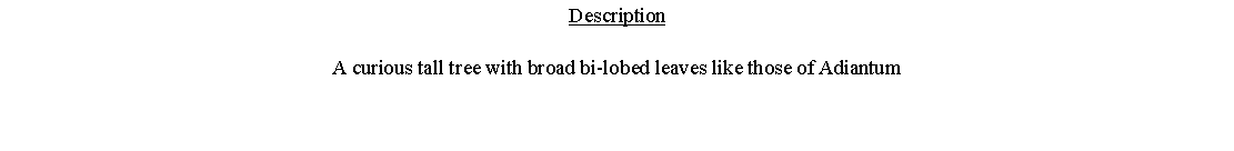 Text Box: DescriptionA curious tall tree with broad bi-lobed leaves like those of Adiantum 