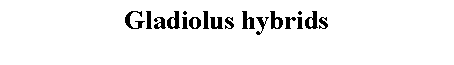 Text Box: Gladiolus hybrids 