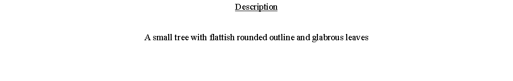 Text Box: DescriptionA small tree with flattish rounded outline and glabrous leaves