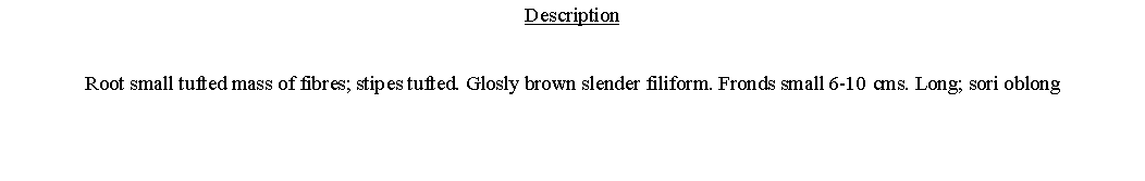 Text Box: DescriptionRoot small tufted mass of fibres; stipes tufted. Glosly brown slender filiform. Fronds small 6-10 cms. Long; sori oblong 