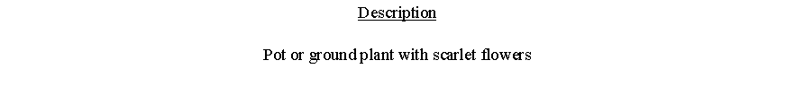 Text Box: DescriptionPot or ground plant with scarlet flowers 