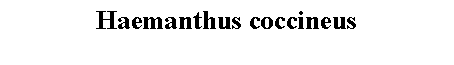 Text Box: Haemanthus coccineus 