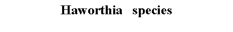 Text Box: Haworthia   species 