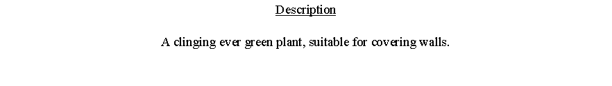 Text Box: DescriptionA clinging ever green plant, suitable for covering walls. 
