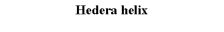 Text Box: Hedera helix 
