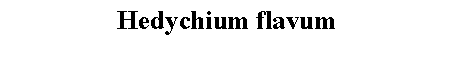 Text Box: Hedychium flavum 