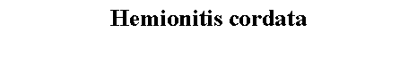 Text Box: Hemionitis cordata 