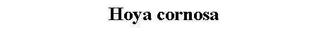 Text Box: Hoya cornosa 