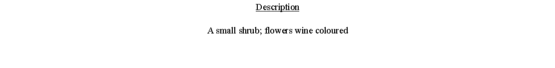 Text Box: DescriptionA small shrub; flowers wine coloured 