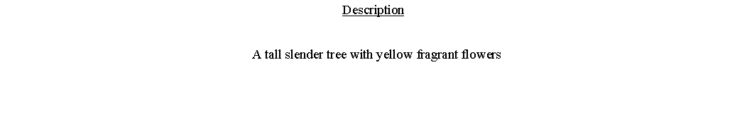 Text Box: Description  A tall slender tree with yellow fragrant flowers 
