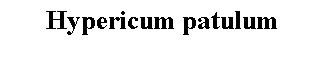 Text Box: Hypericum patulum 