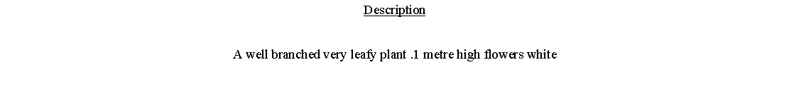 Text Box: DescriptionA well branched very leafy plant .1 metre high flowers white 