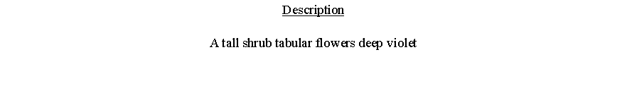 Text Box: DescriptionA tall shrub tabular flowers deep violet 