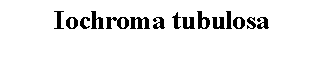 Text Box: Iochroma tubulosa 