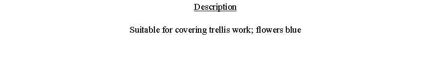 Text Box: DescriptionSuitable for covering trellis work; flowers blue 