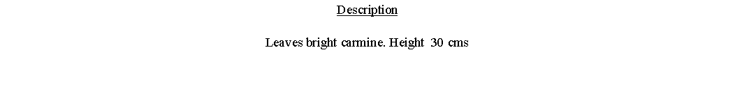 Text Box: DescriptionLeaves bright carmine. Height  30 cms 