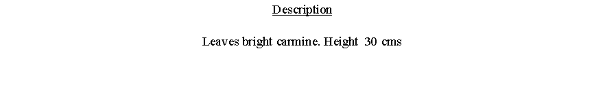 Text Box: DescriptionLeaves bright carmine. Height  30 cms 