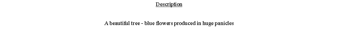 Text Box: DescriptionA beautiful tree - blue flowers produced in huge panicles 