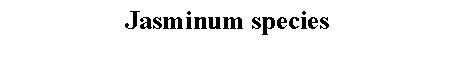 Text Box: Jasminum species