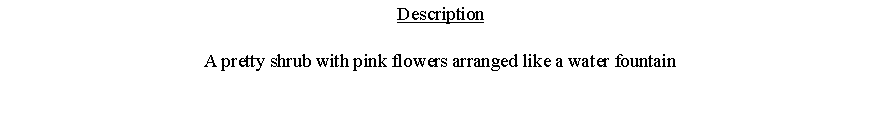 Text Box: DescriptionA pretty shrub with pink flowers arranged like a water fountain 