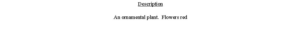 Text Box: DescriptionAn ornamental plant.  Flowers red 