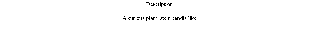Text Box: DescriptionA curious plant, stem candis like 