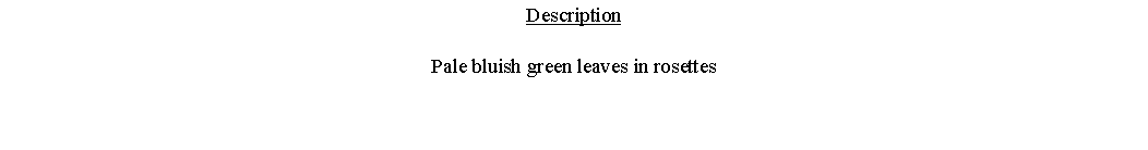 Text Box: DescriptionPale bluish green leaves in rosettes 