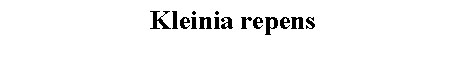 Text Box: Kleinia repens 