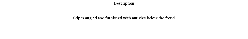 Text Box: DescriptionStipes angled and furnished with auricles below the frond 