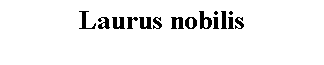 Text Box: Laurus nobilis 